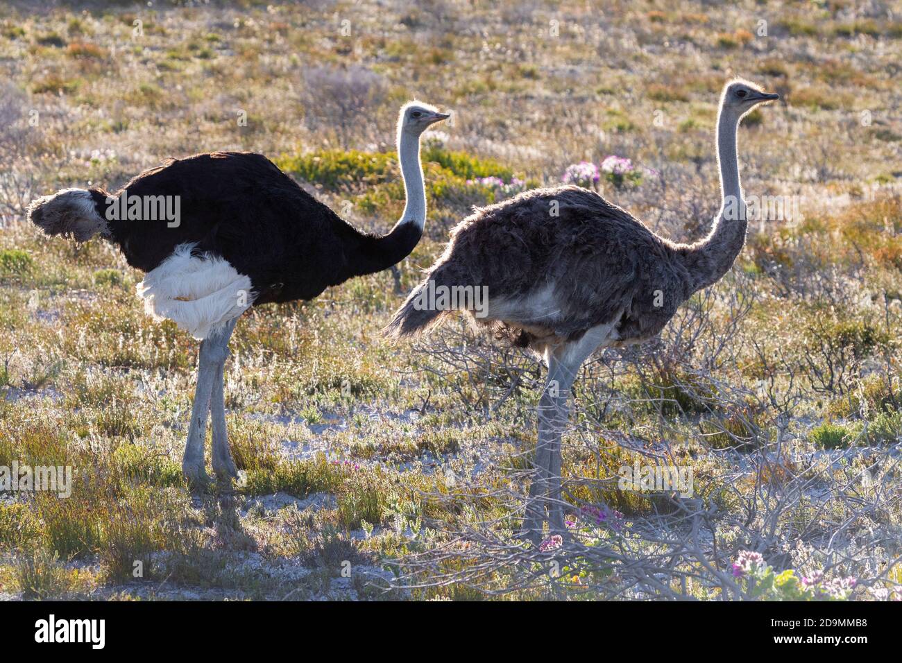 Gemeiner Strauß (Struthio camelus), Männchen und Weibchen stehen auf dem Boden, Westkap, Südafrika Stockfoto