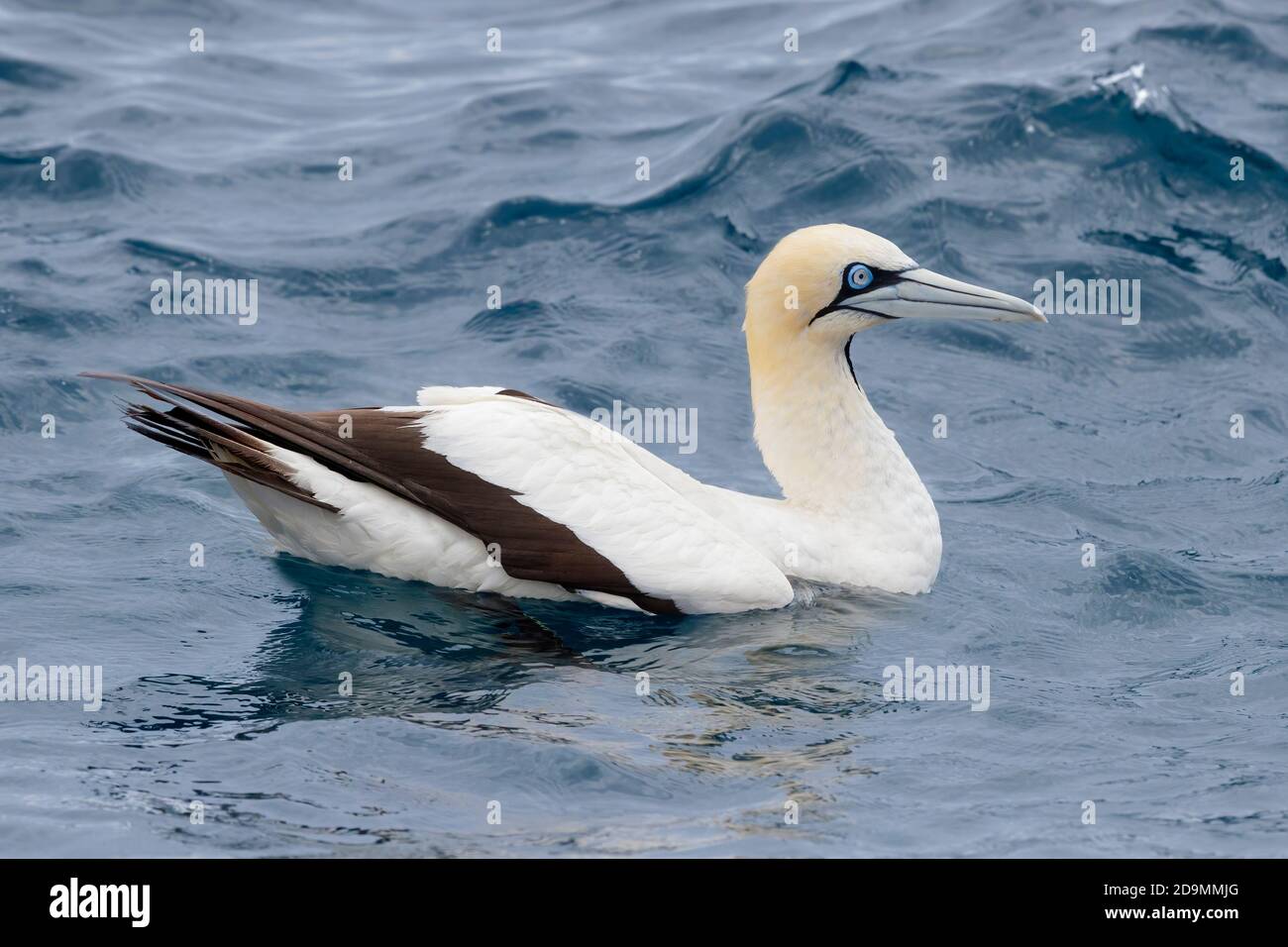 Kap Gannet (Morus capensis), Seitenansicht eines Erwachsenen beim Schwimmen, Westkap, Südafrika Stockfoto