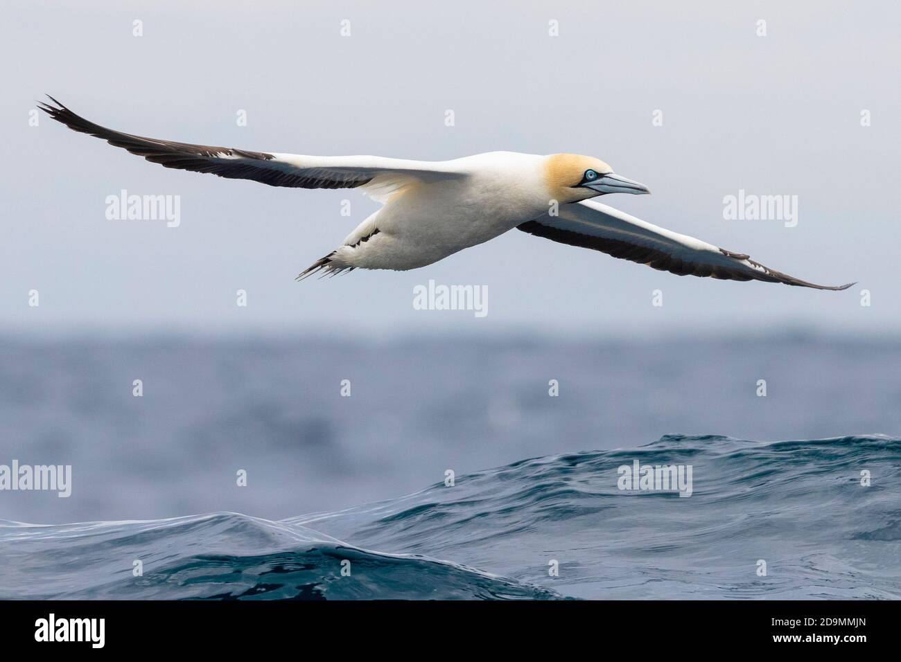 Kap Gannet (Morus capensis), Erwachsener im Flug, Westkap, Südafrika Stockfoto