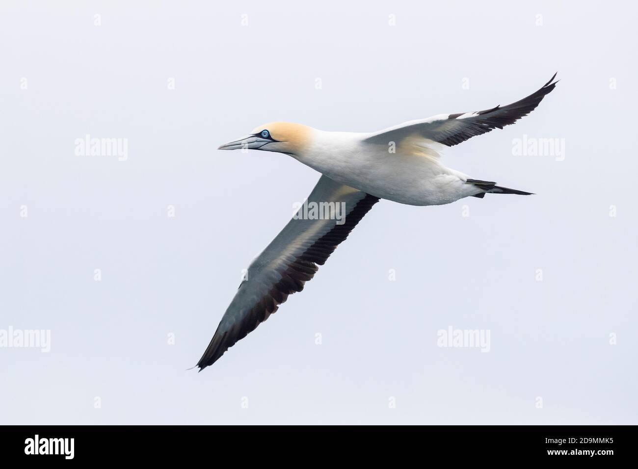 Kap Gannet (Morus capensis), Erwachsener im Flug, Westkap, Südafrika Stockfoto
