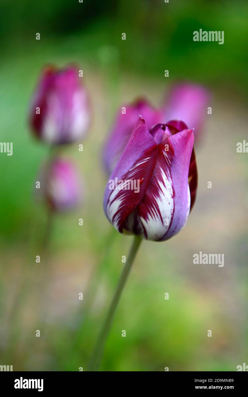 Englisch Florist Tulip, gebrochene Tulpe, Tulip Breaking Virus, geflammte Markierungen, markiert, viral, Virus, Pflanzenvirus, rosa lila Blume, Blumen, Blüte Tulpen, Tulpen Stockfoto
