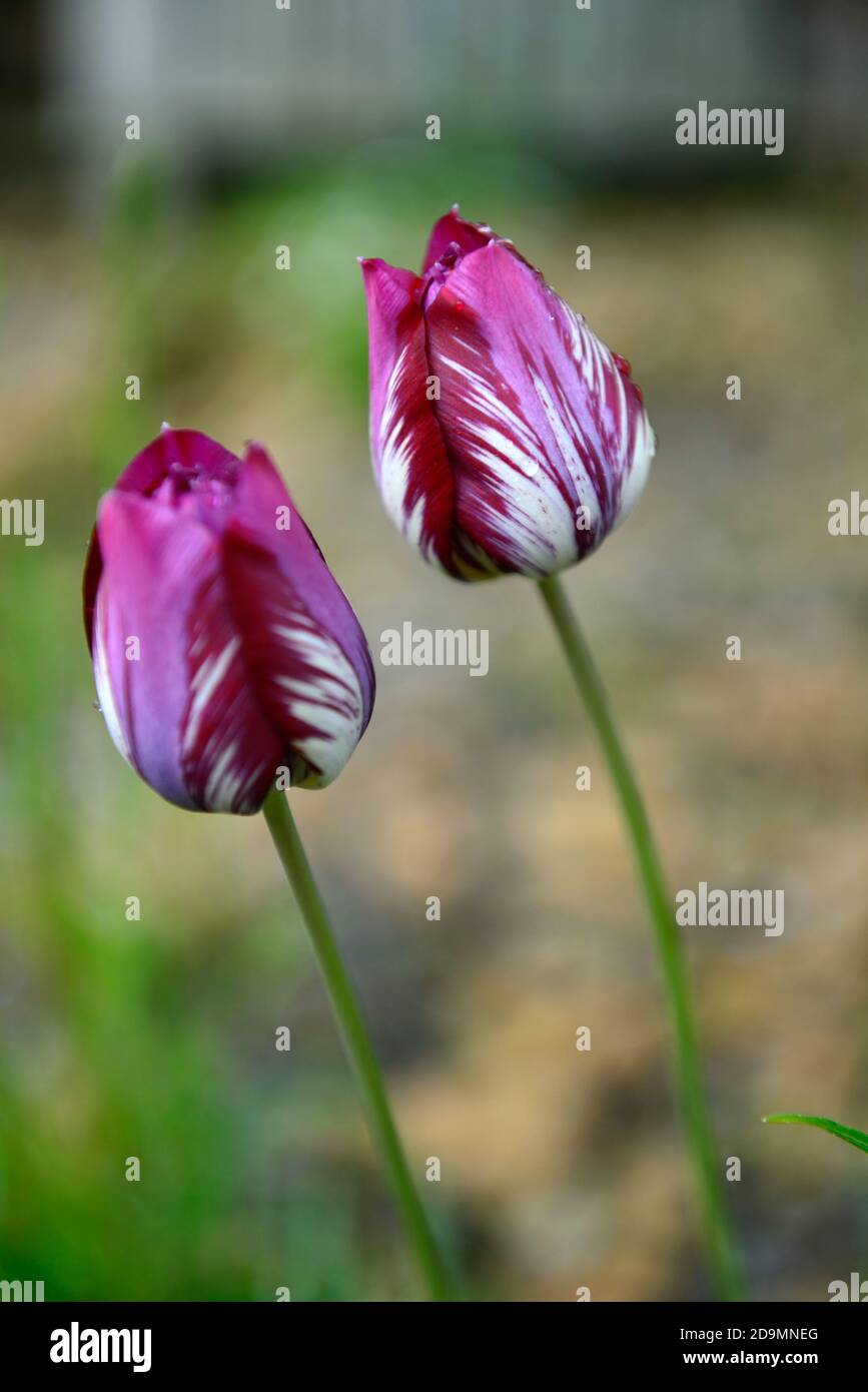 Englisch Florist Tulip, gebrochene Tulpe, Tulip Breaking Virus, geflammte Markierungen, markiert, viral, Virus, Pflanzenvirus, rosa lila Blume, Blumen, Blüte Tulpen, Tulpen Stockfoto