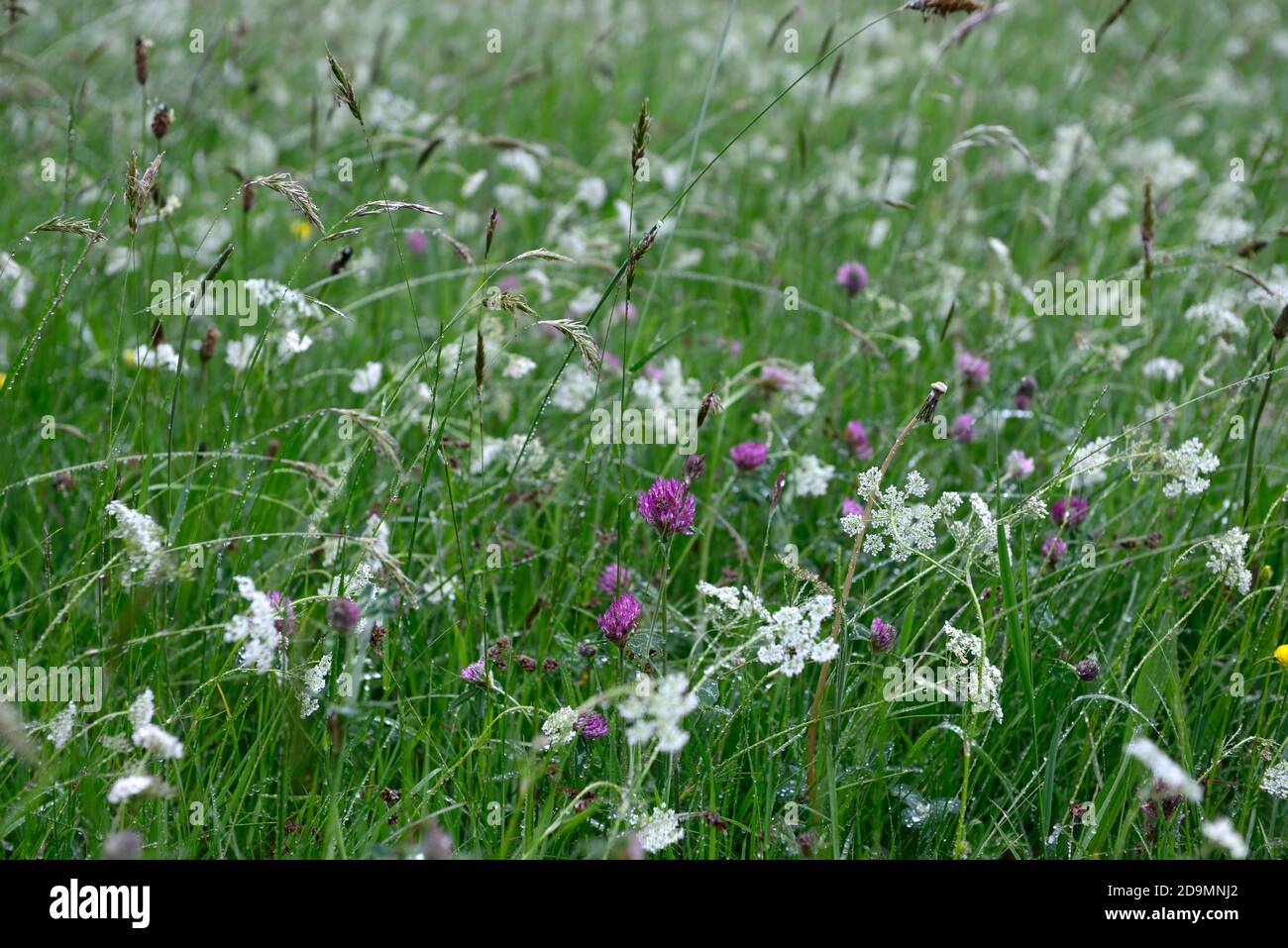 Klee, Ammi, Wildblumenwiese, Wildblumen, Wiesen, Insektenfreundlich, Wilden, Wild, Garten, Gärten, Gartenarbeit, RM Floral Stockfoto