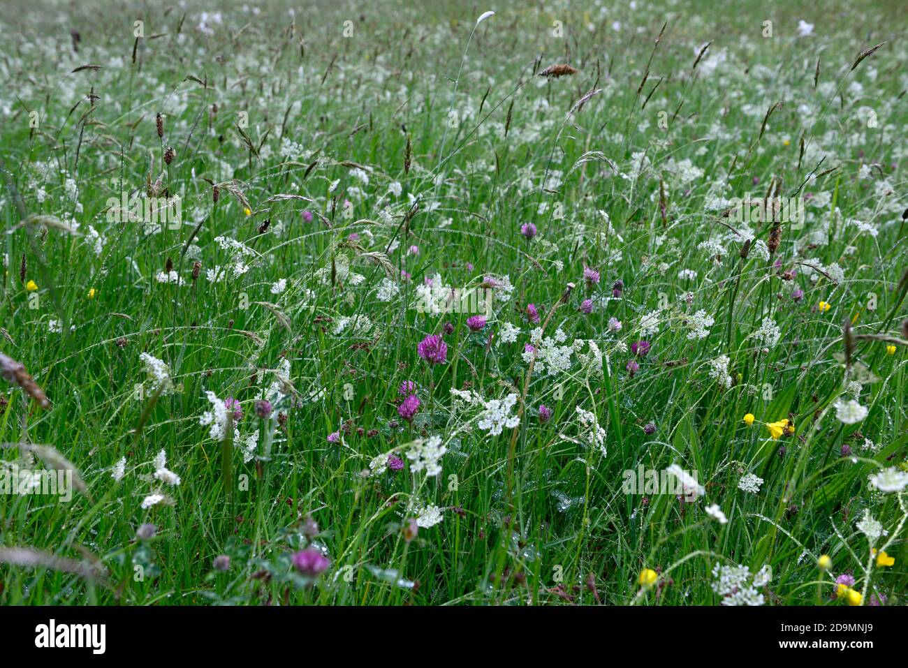 Klee, Ammi, Wildblumenwiese, Wildblumen, Wiesen, Insektenfreundlich, Wilden, Wild, Garten, Gärten, Gartenarbeit, RM Floral Stockfoto