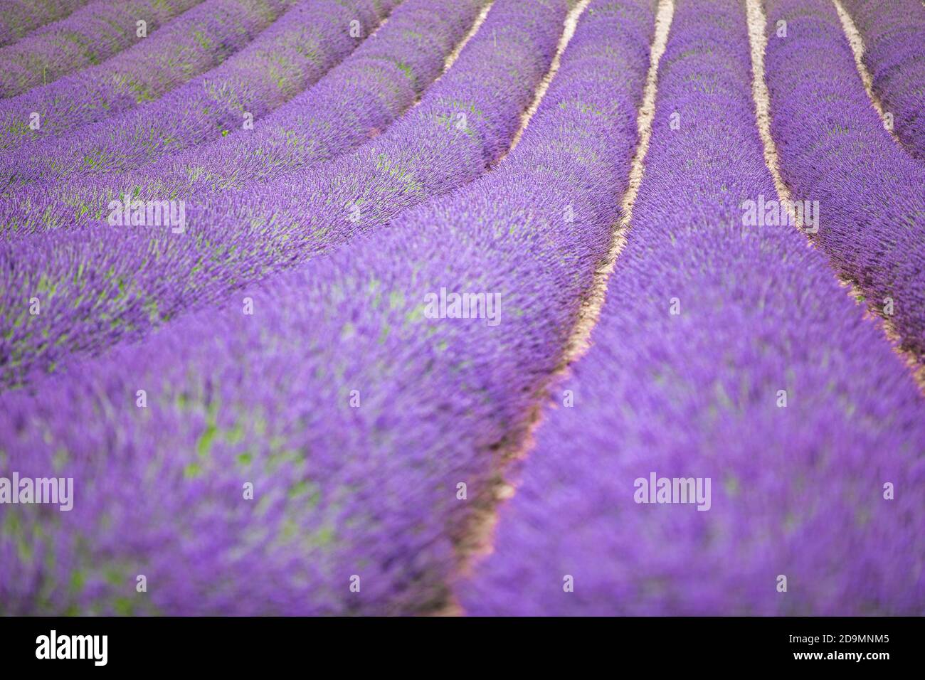 Lavendelblüten duftende Felder in endlosen Reihen. Valensole Plateau, Provence, Europa. Schönes Blumenfeld, lila Farbe, künstlerische Natur Stockfoto