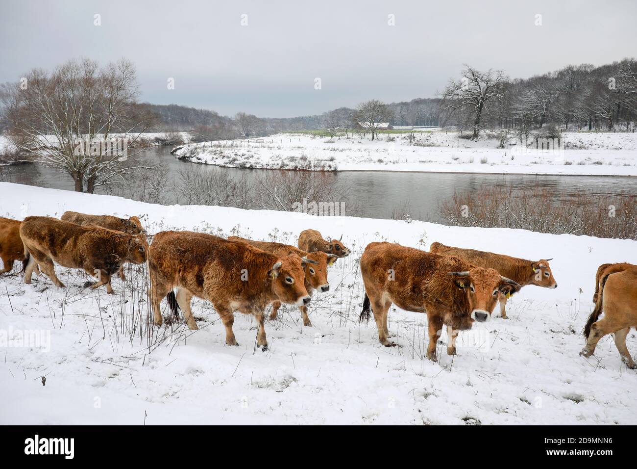 Datteln, Ruhrgebiet, Nordrhein-Westfalen, Deutschland, die Lippe im Winter mit Eis und Schnee leben die ursprünglichen Rinder, hier Aubracs, das ganze Jahr über in fast wilden Bedingungen in den renaturierten Lippeauen, die Aubracs sind die Naturlandschaftspflege. Stockfoto