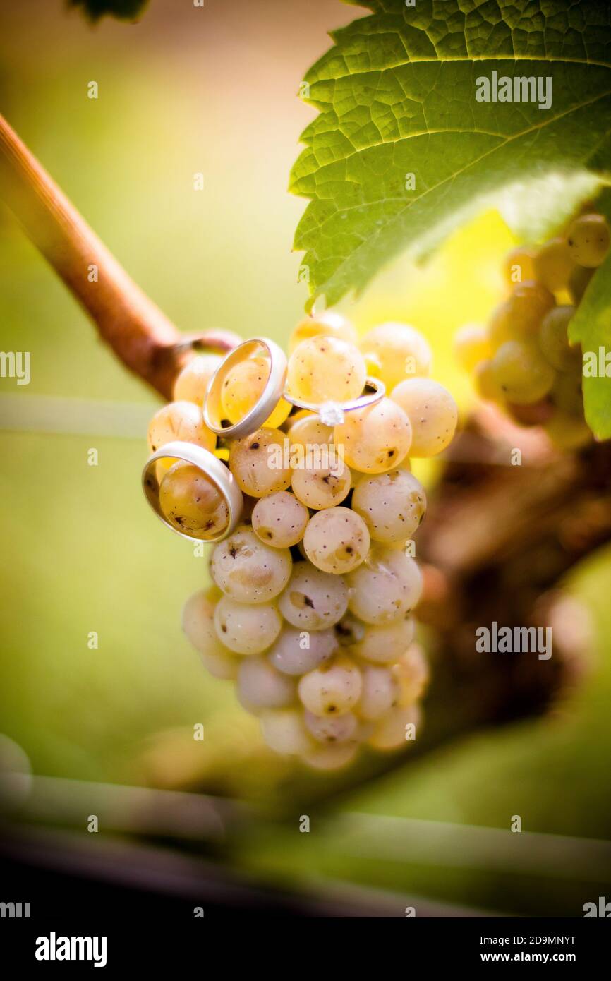 Detail, Trauringe und Verlobungsring auf Weinrebe / Trauben Stockfoto