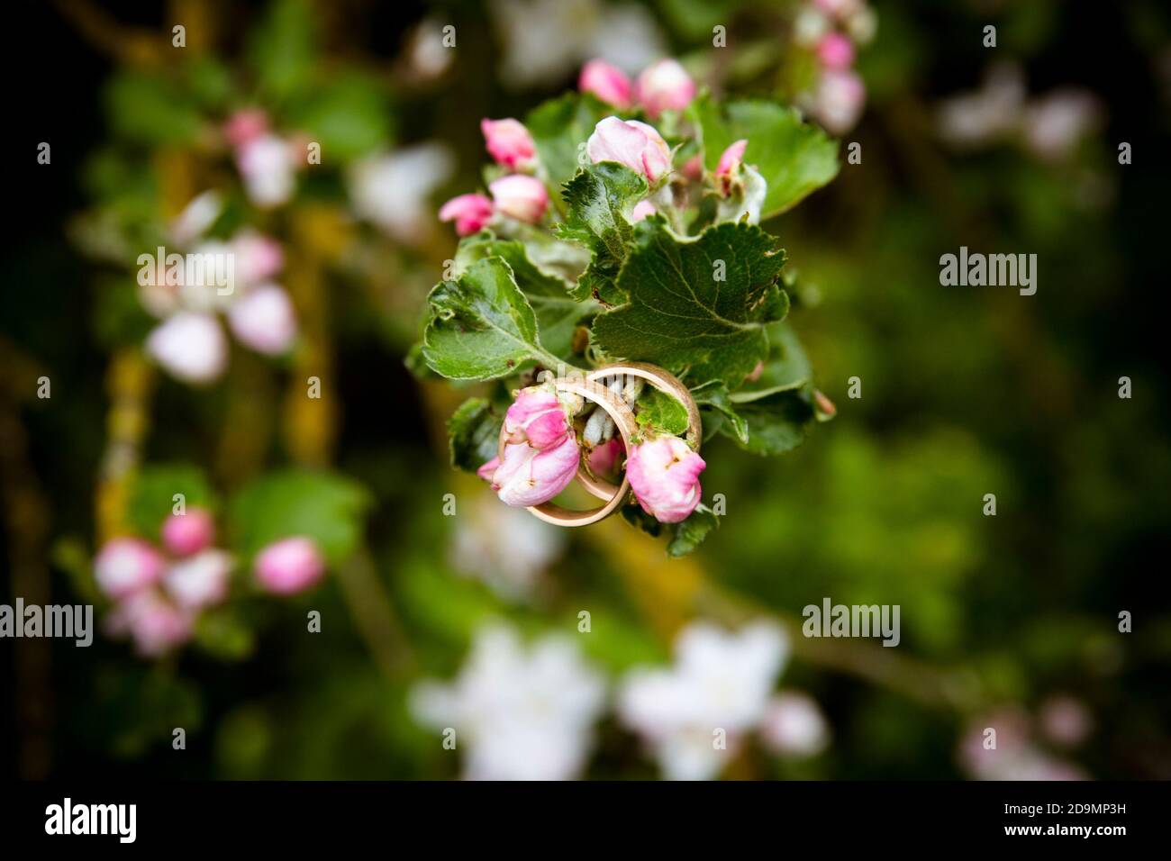 Das Detail, die Hochzeit - die Eheringe auf dem blühenden Baum Stockfoto