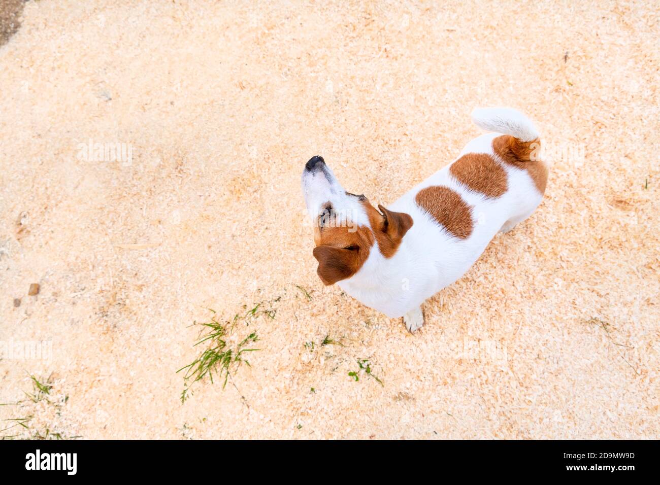 Jack russell Terrier Hund ist weiß mit orangen Flecken auf dem Rücken und eine Maske steht auf dem Sand oder Sägemehl, schaut nach oben. Das Konzept des Minimalismus, Liebe fo Stockfoto