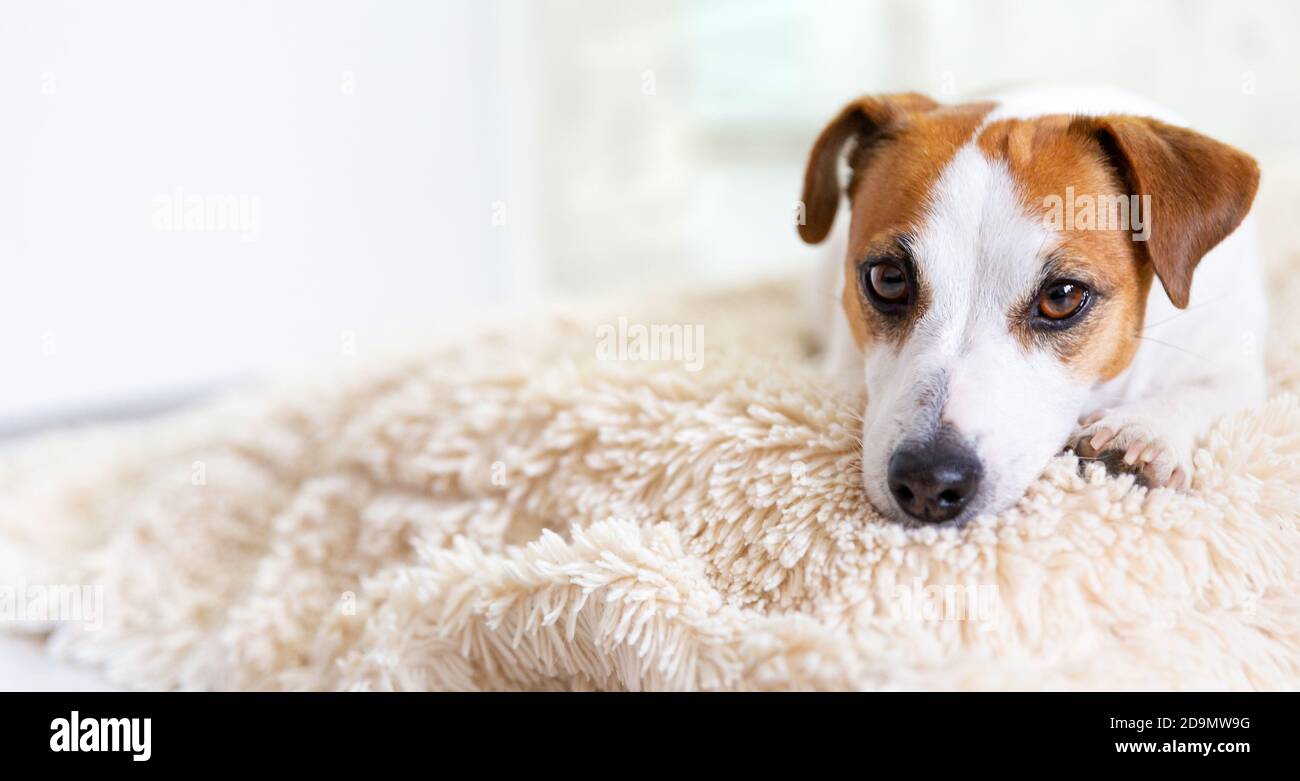 Ein schöner Hund Jack Russell Terrier liegt auf dem Boden auf einer flauschigen Decke auf dem Bauch, streckt die Beine nach vorne, schaut in die Kamera. Braune Augen, BL Stockfoto