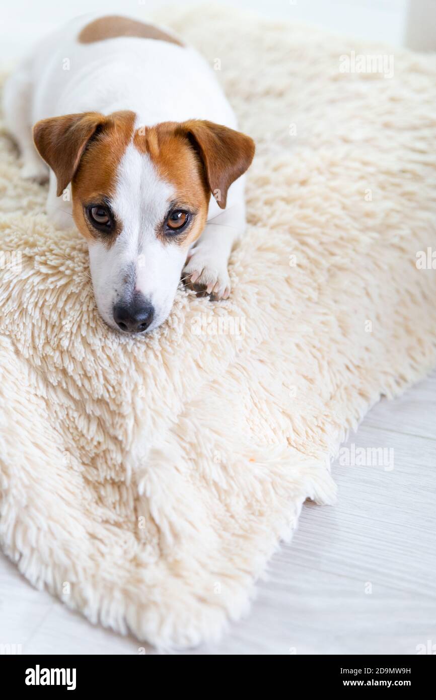 Ein schöner Hund Jack Russell Terrier liegt auf dem Boden auf einer flauschigen Decke auf dem Bauch, streckt die Beine nach vorne, schaut in die Kamera. Braune Augen, schwarz Stockfoto