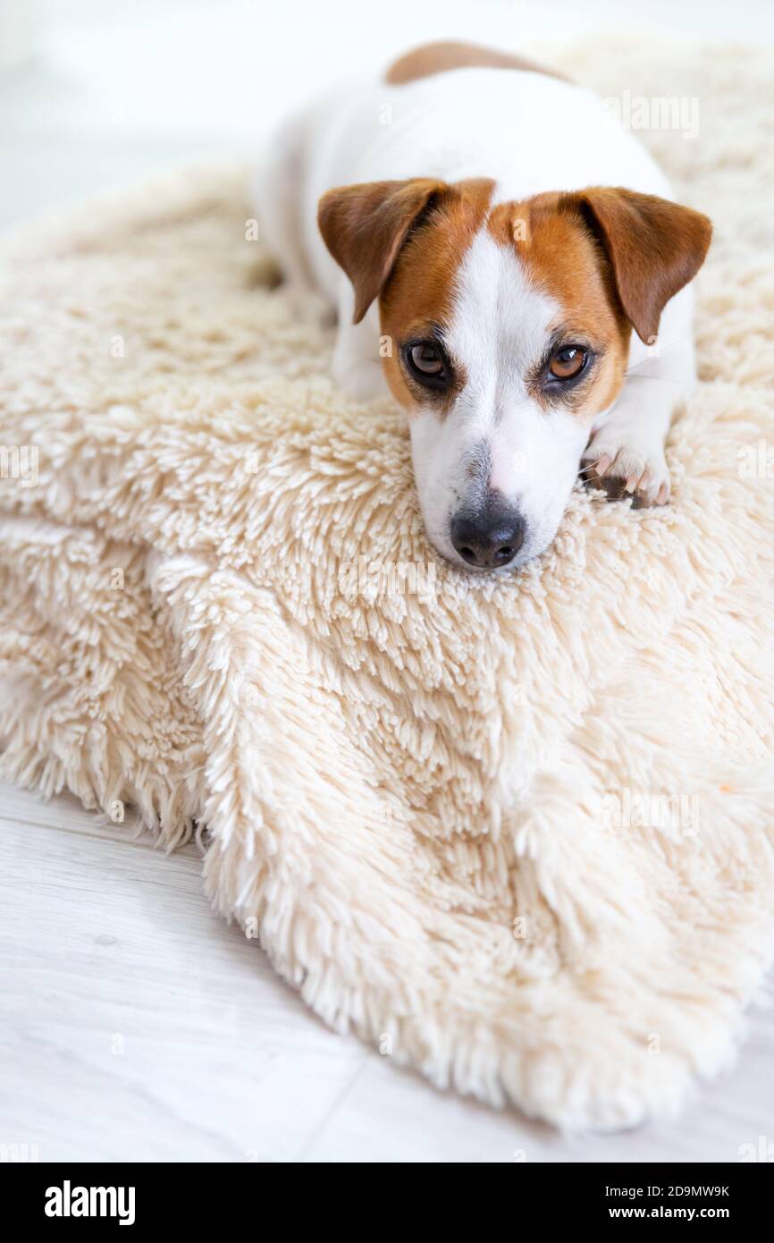 Ein schöner Hund Jack Russell Terrier liegt auf dem Boden auf einer flauschigen Decke auf dem Bauch, streckt die Beine nach vorne, schaut in die Kamera. Braune Augen, schwarz Stockfoto