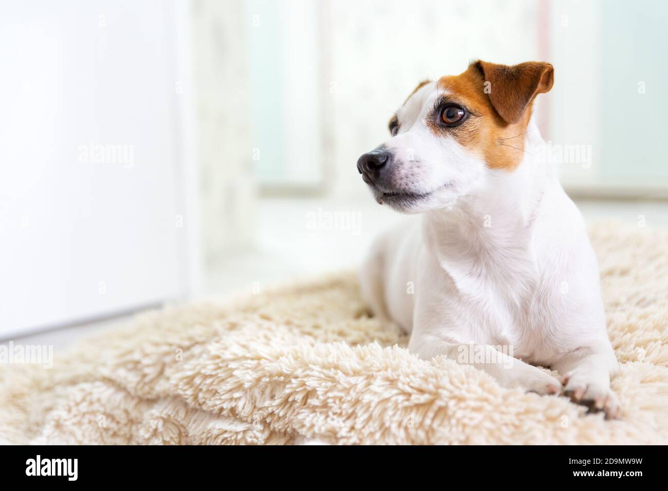 Ein schöner Hund Jack Russell Terrier liegt auf dem Boden auf einer flauschigen Decke, streckt seine Beine nach vorne und schaut weg. Braune Augen, schwarze Nase. Tag des Hundes. Stockfoto