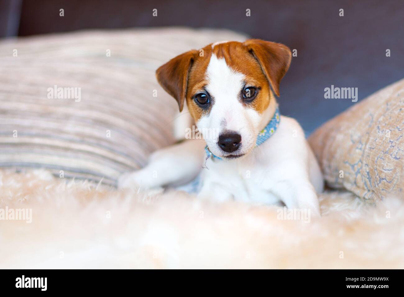 Ein schöner weißer Jack Russell Terrier Welpe in einem blauen Kragen liegt auf der Couch zwischen den Kissen und schaut auf die Kamera. Nahaufnahme eines jungen Hundes Stockfoto