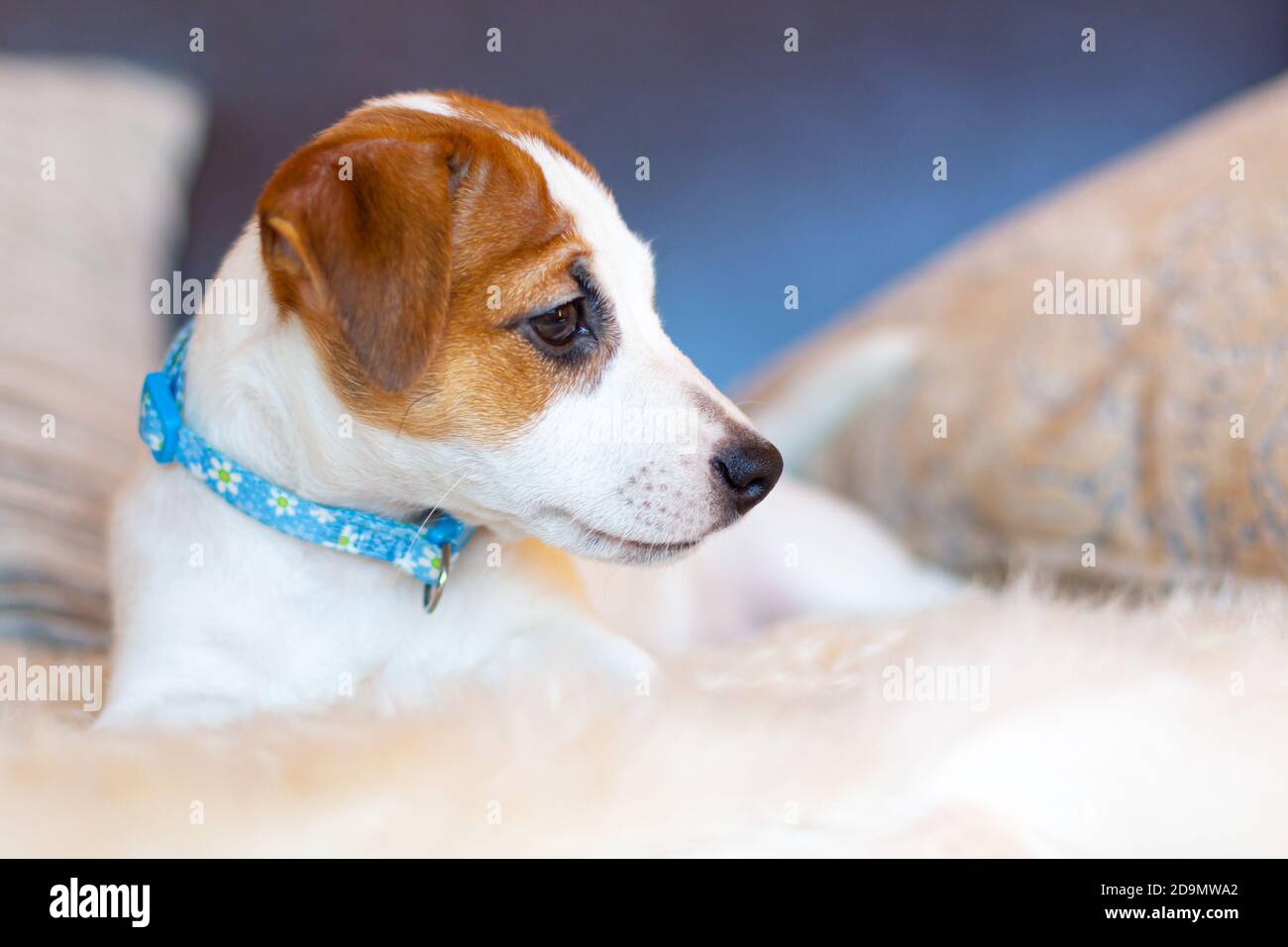 Ein schöner weißer Jack Russell Terrier Welpe in einem blauen Kragen liegt auf der Couch zwischen den Kissen und schaut weg. Profilportrait eines jungen Hundes. Konz Stockfoto