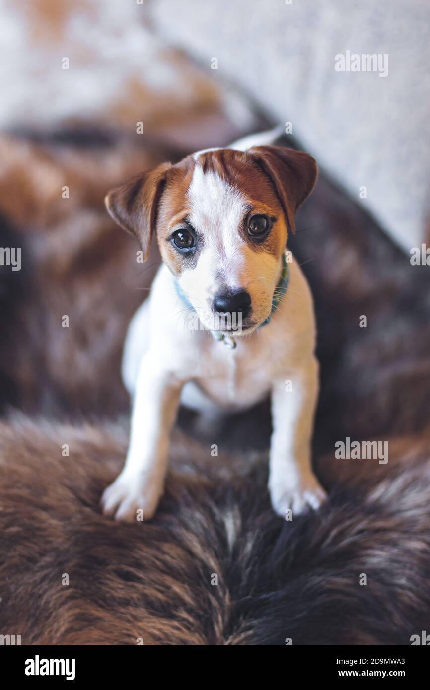 Jack Russell Terrier Welpe steht mit seinen Pfoten auf dem pelzigen Rücken der Couch und schaut in die Kamera. Nahaufnahme Porträt eines schönen weißen Welpen mit Stockfoto