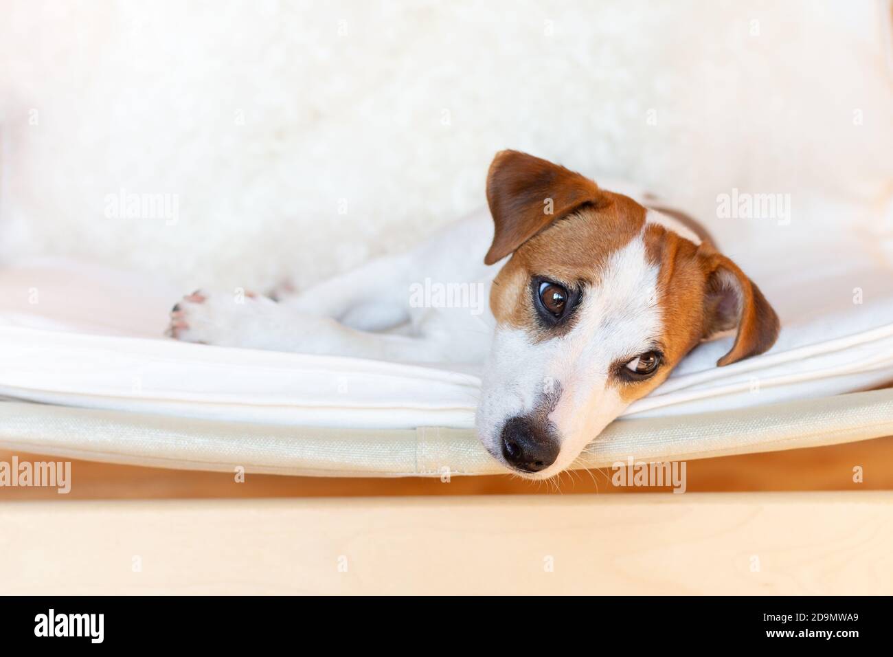 Ein schöner Hundejacker russell Terrier liegt in einem Stuhl auf seiner Seite, ruht, schaut zur Seite. Nahaufnahme eines Hundes. Heller Hintergrund, Kopierbereich. Stockfoto