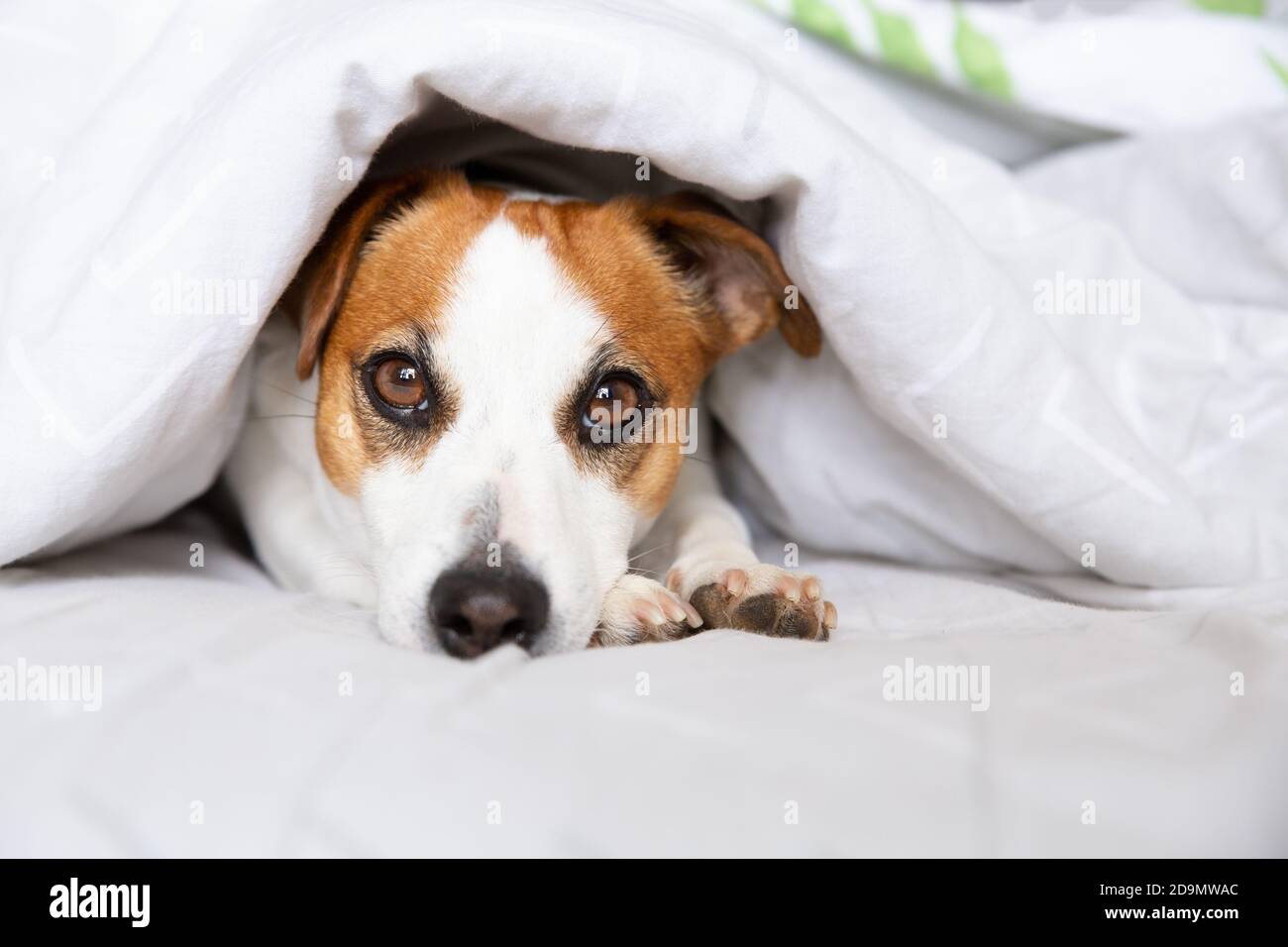 Ein schöner Hund, Jack Russell Terrier, liegt auf einem Bett unter einer Decke auf dem Bauch, streckt die Beine nach vorne, schaut auf die Kamera. Reinrassige Ani Stockfoto