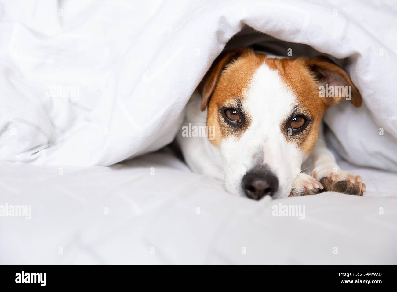 Ein schöner Hund, Jack Russell Terrier, liegt auf einem Bett unter einer Decke auf dem Bauch, streckt die Beine nach vorne, schaut auf die Kamera. Reinrassige Ani Stockfoto
