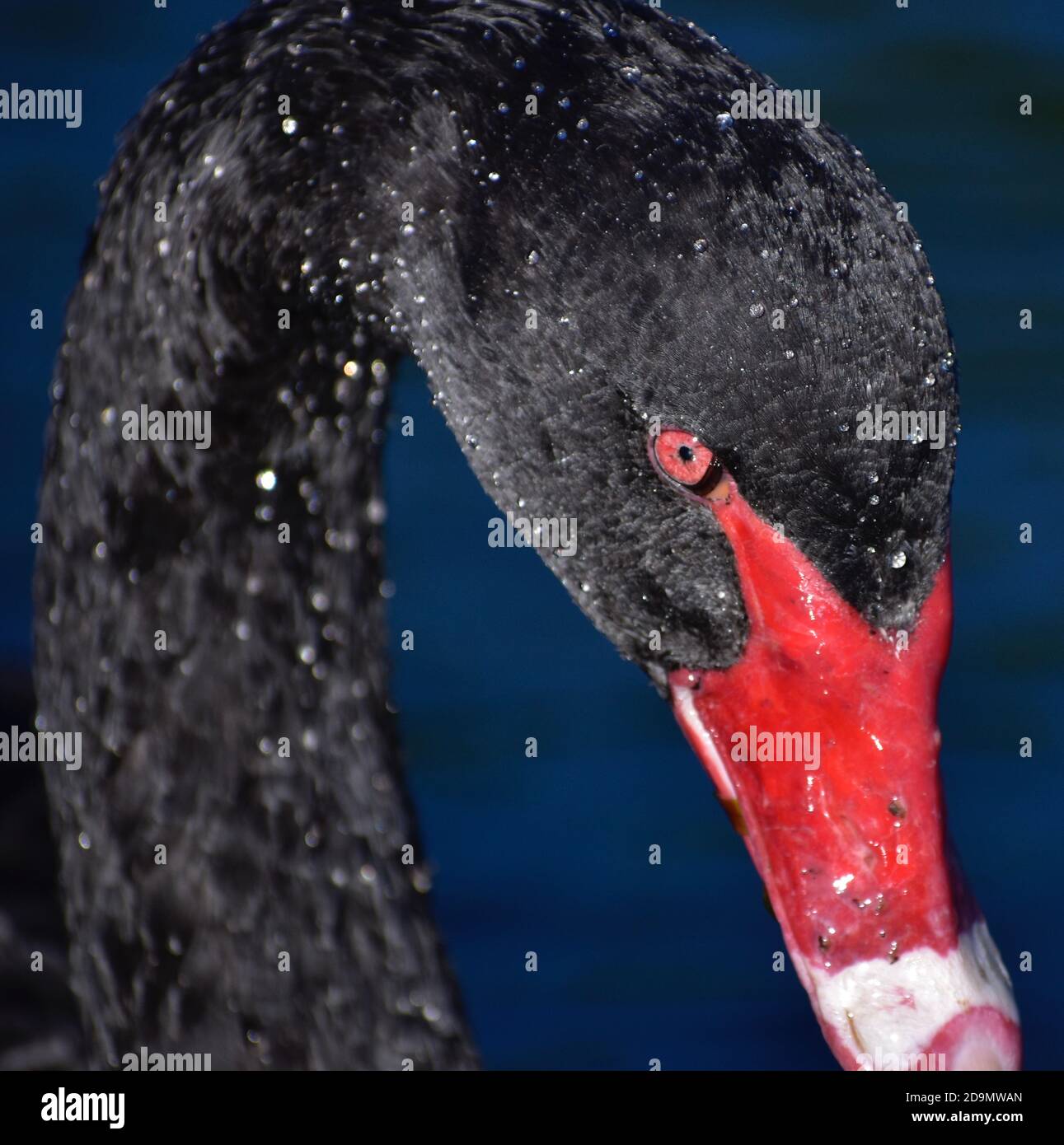 Nahaufnahme von Black Swan beim Schwimmen am Lake Rotorua, Neuseeland, November 2019 Stockfoto