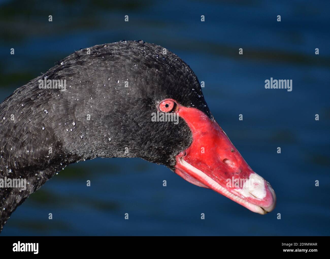 Nahaufnahme von Black Swan beim Schwimmen am Lake Rotorua, Neuseeland, November 2019 Stockfoto