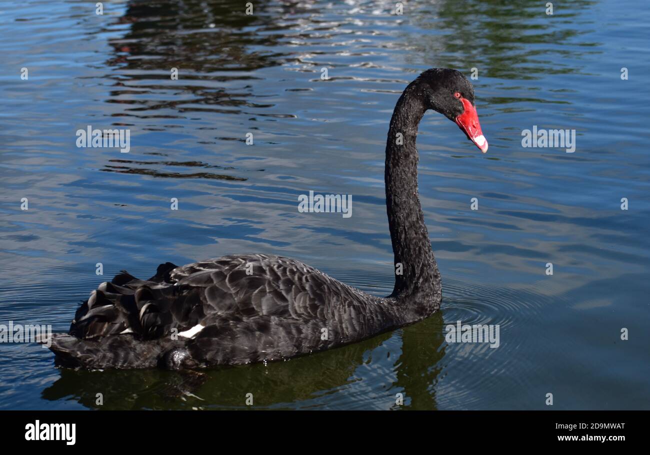 Black Swan schwimmend auf dem Lake Rotorua, Neuseeland, Nov 2019 Stockfoto
