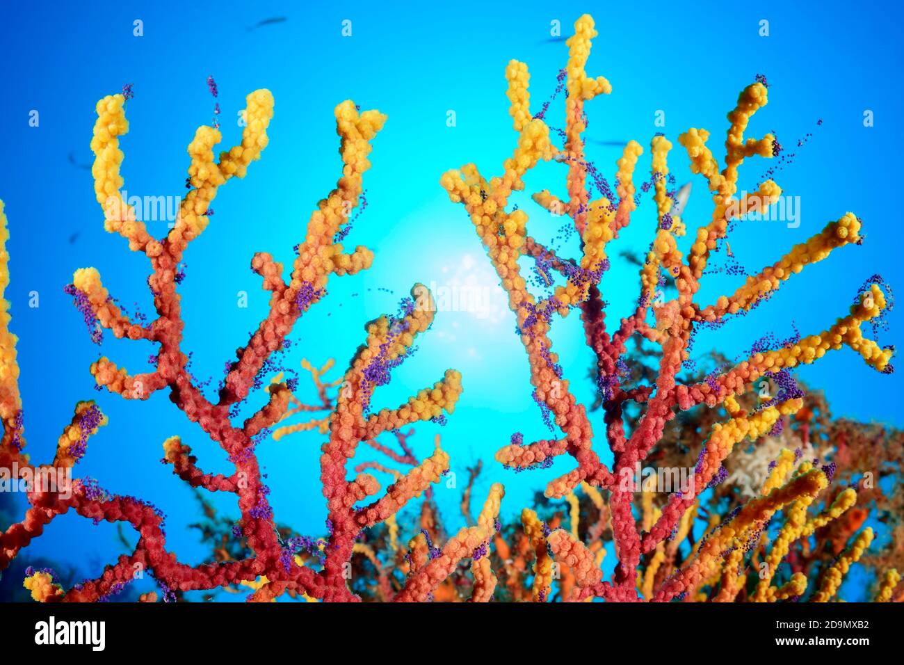 Eierkupplungen von farbverändernden Gorgonien, Paramuricea clavata, Tamariu, Costa Brava, Spanien, Mittelmeer Stockfoto