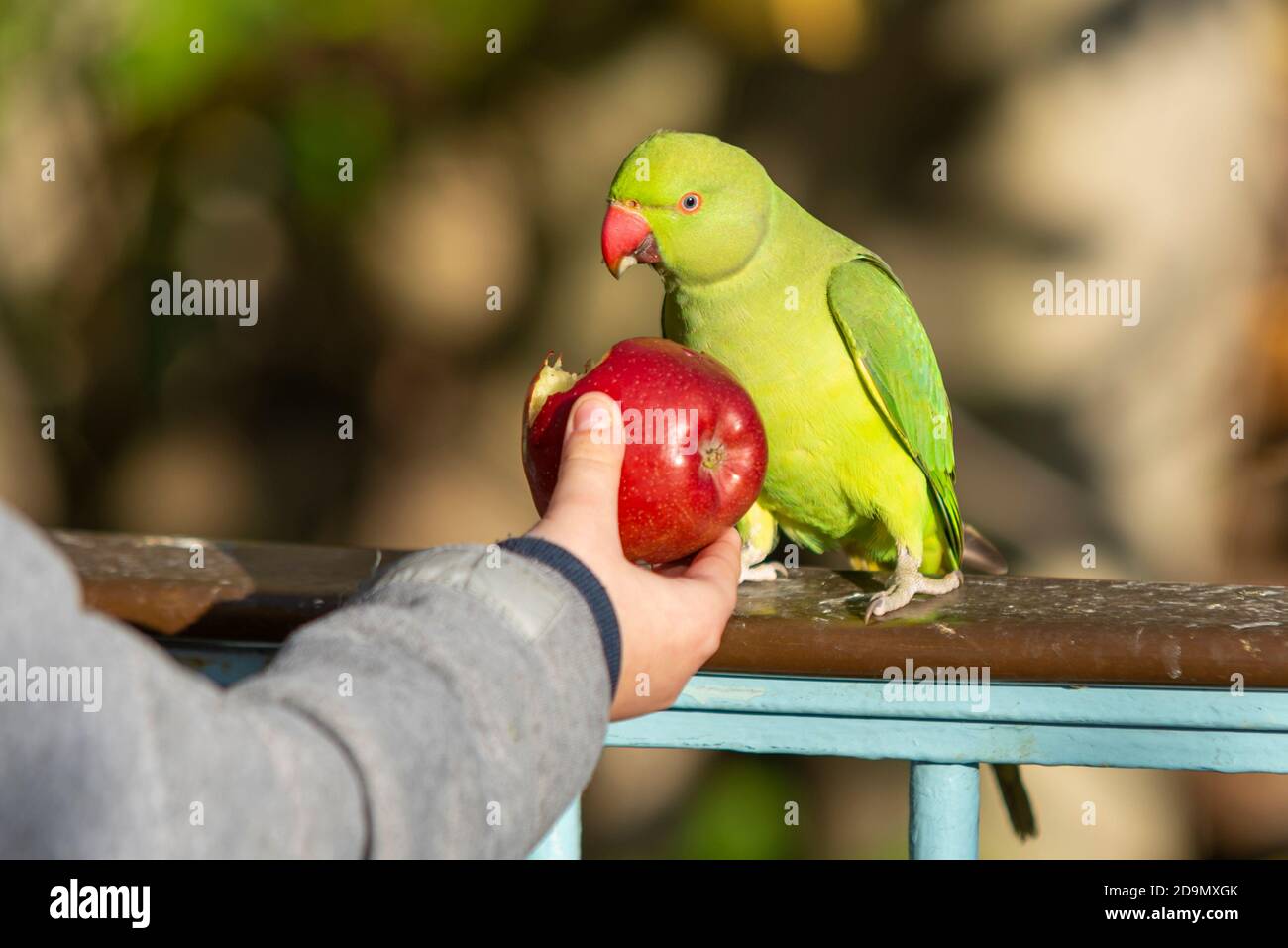 Person, die an einem hellen Herbsttag in einem Londoner Park einen roten Apfel zu einem grünen ringhalsigen Sittich füttert. Feral Sittich essen aus der Hand Stockfoto