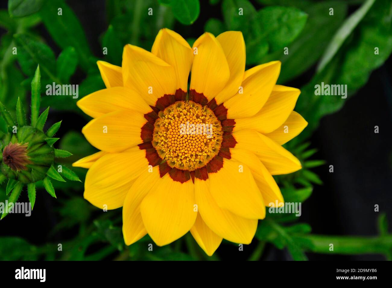 Blume, Nahaufnahme eines Mitglieds der Familie der Compositae. Gelbe und braune Blütenblätter mit gelber Mitte. In einem Wiltshire Garten.UK Stockfoto