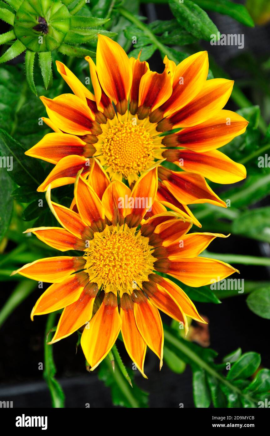 Blume, Nahaufnahme eines Mitglieds der Familie der Compositae. Gelbe und orangefarbene Blütenblätter mit gelber Mitte. In einem Wiltshire Garten.UK Stockfoto