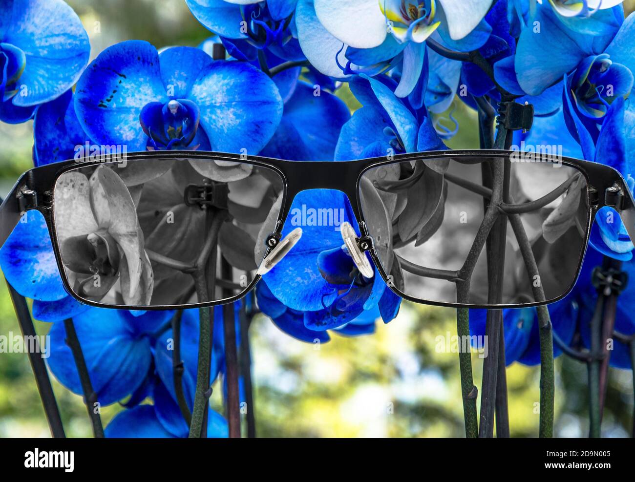 Blick durch Gläser, um blaue Orchideen in Gläsern und bunten Hintergrund bleichen. Weltwahrnehmung während der Depression. Medizinischer Zustand. Stockfoto