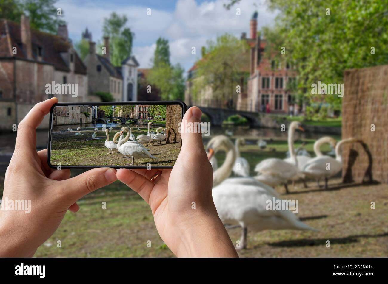 Touristen fotografieren Platz mit Schwanen in der Nähe des Begijnhof in Brügge, Belgien. Gebiet für Schwäne in der historischen Altstadt von Brügge. Stockfoto