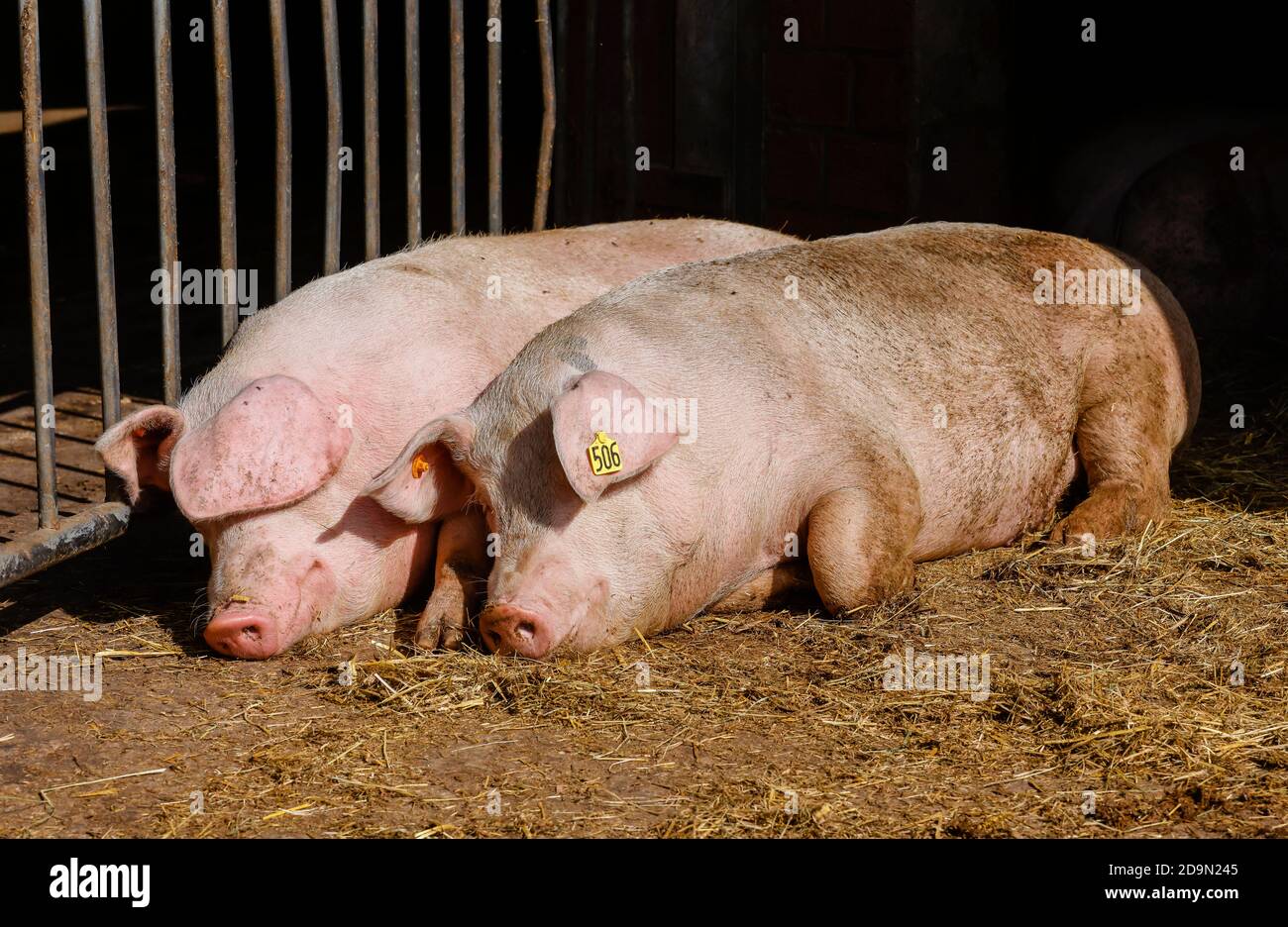 Willich, Nordrhein-Westfalen, Deutschland, Ökolandbau NRW, Bio-Schweine liegen auf Stroh im offenen Schweinestall auf dem Stautenhof, einem Bio-Bauernhof. Stockfoto
