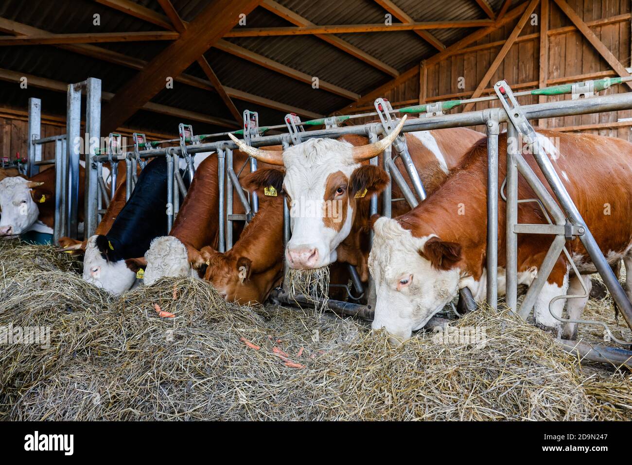 Willich, Nordrhein-Westfalen, Deutschland, Ökolandbau NRW, Bio-Rind frisst Heu im offenen Stall auf dem Stautenhof, einem Bio-Bauernhof. Stockfoto