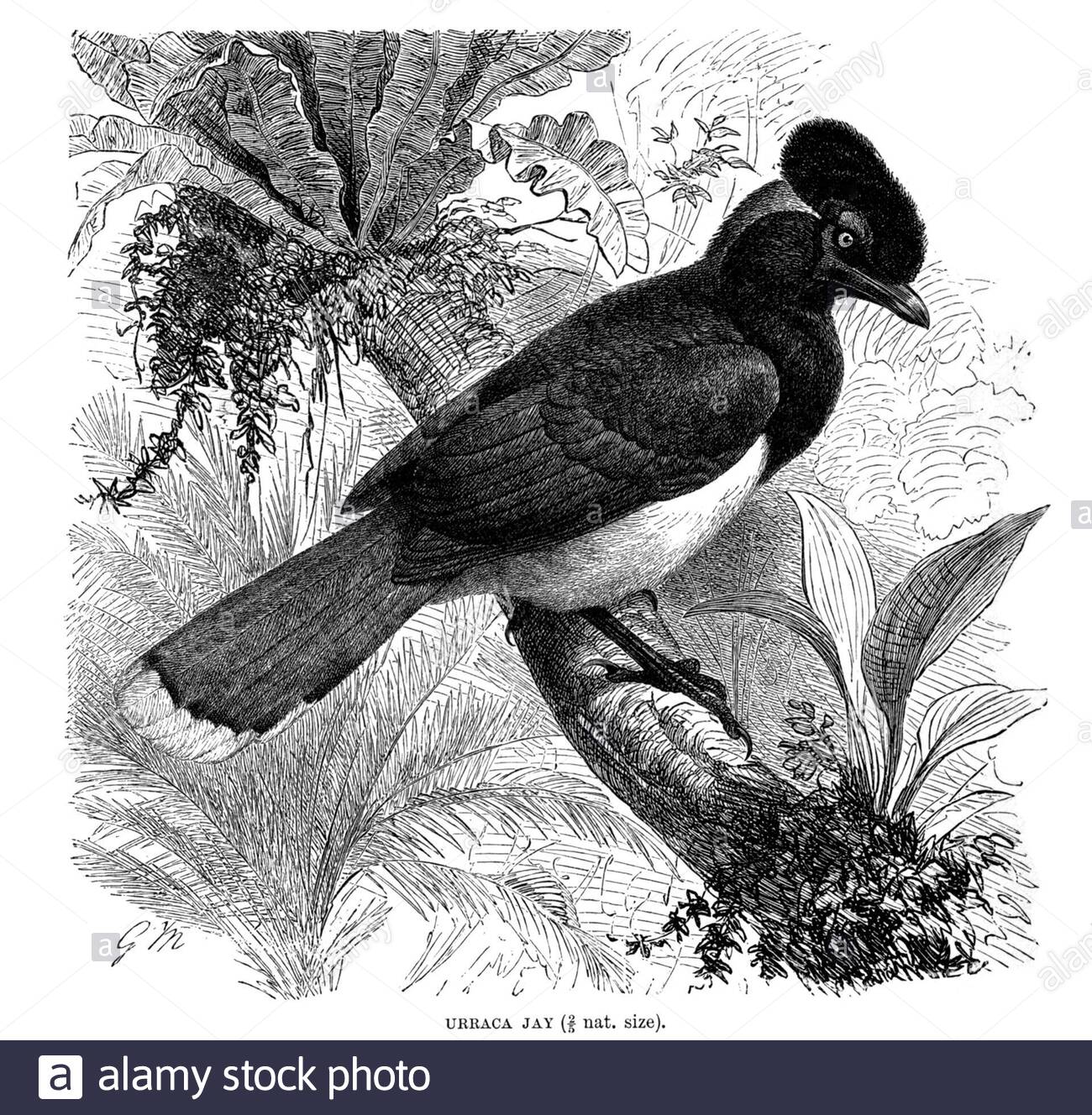 Urraca Jay (Plüschkrebstelhäher), Vintage Illustration von 1894 Stockfoto