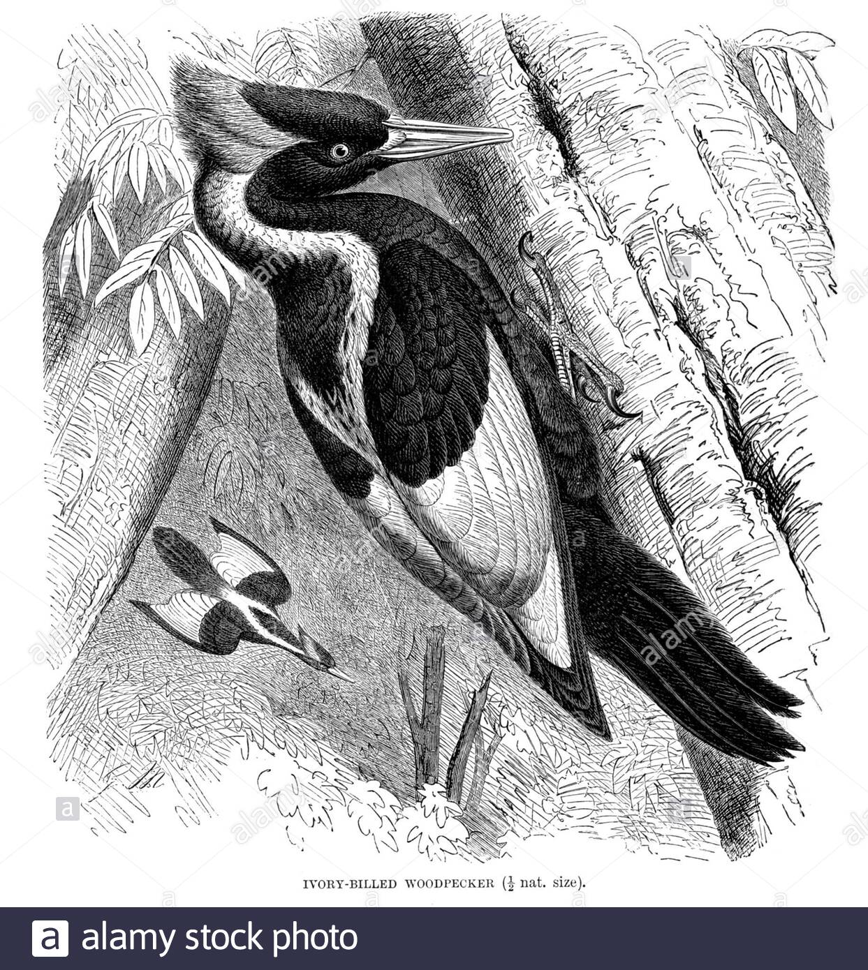 Elfenbein billed Woodpecker, Vintage Illustration von 1894 Stockfoto