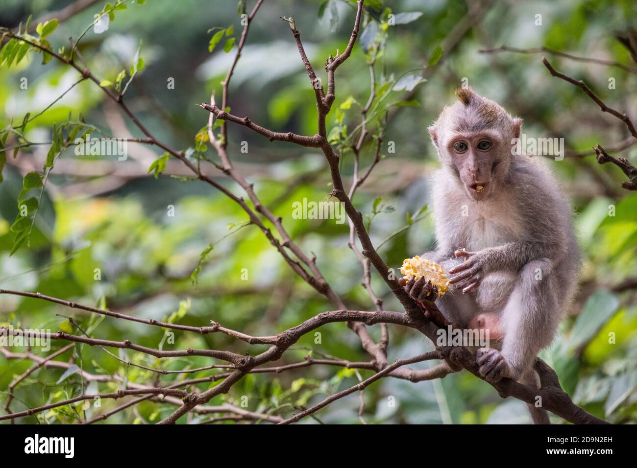 Niedliche kleine Babyaffen im Affenwald von Ubud In Indonesien Stockfoto