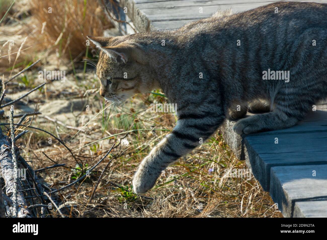 Große tabby Katze fängt Beute in freier Wildbahn. Selektiver Fokus, Nahaufnahme. Stockfoto