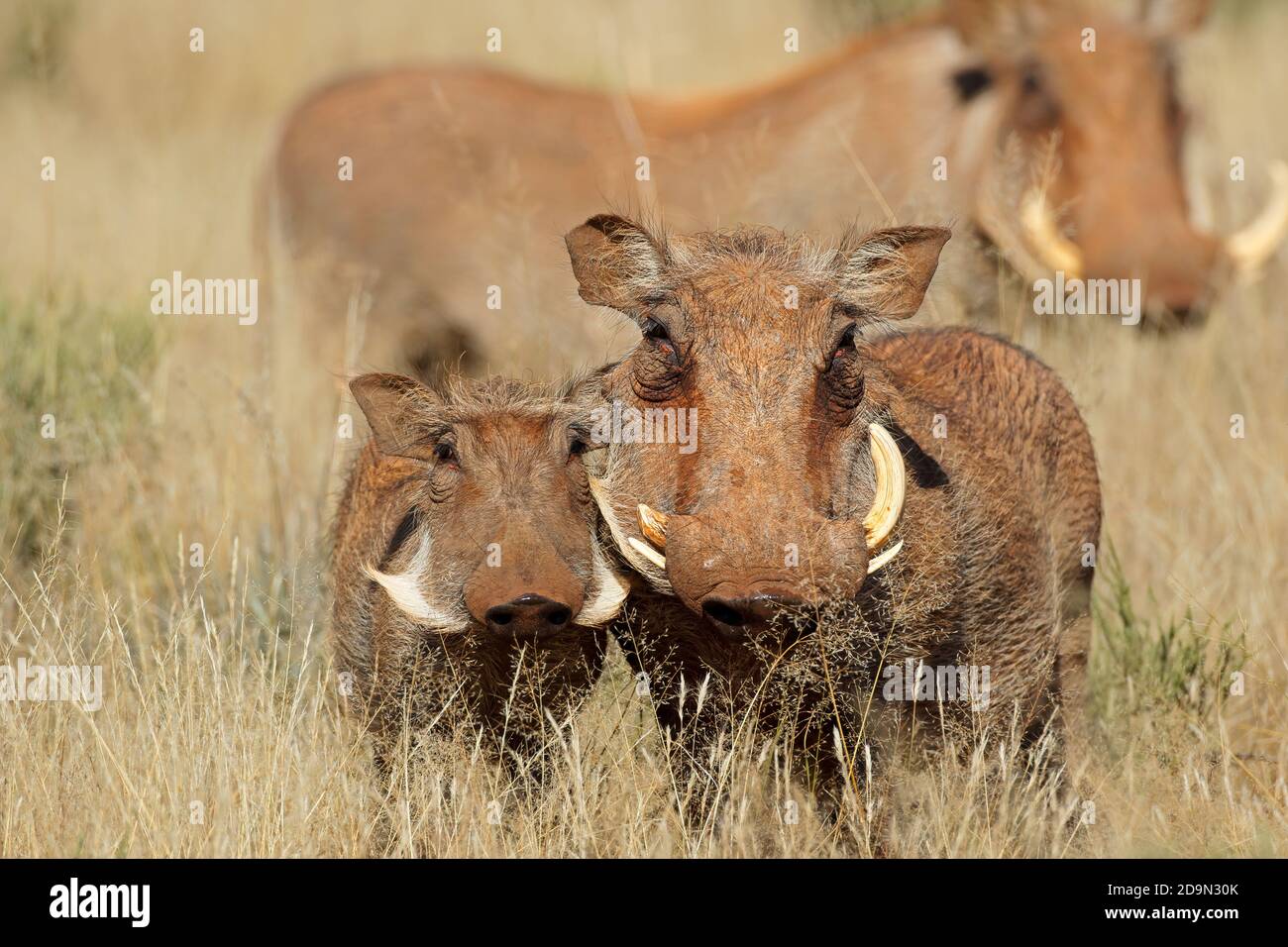 Warzenschweine (Phacochoerus africanus) in natürlichem Lebensraum, Südafrika Stockfoto