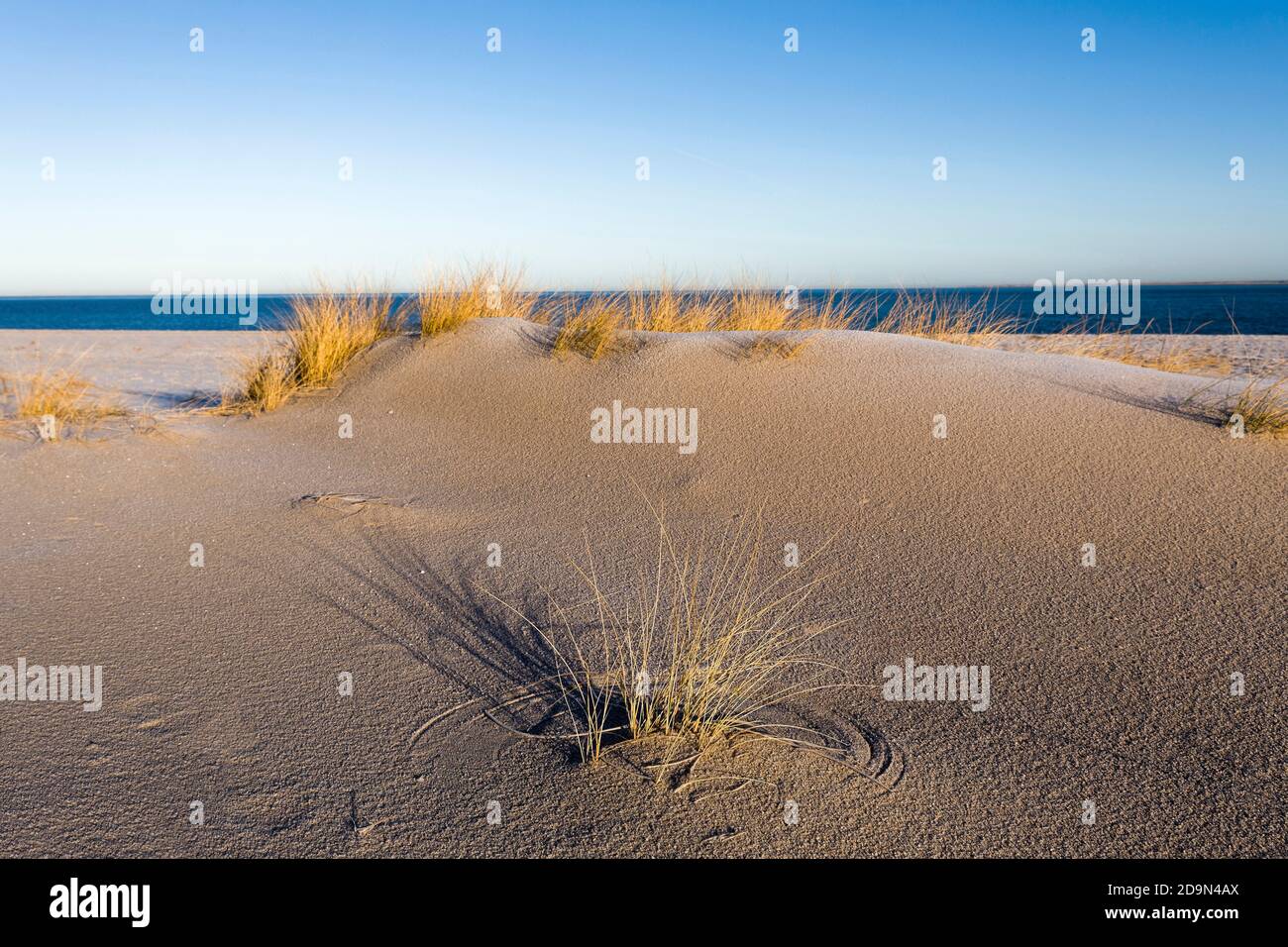 Seegras am Strand in Sylt, Schleswig-Holstein Stockfoto
