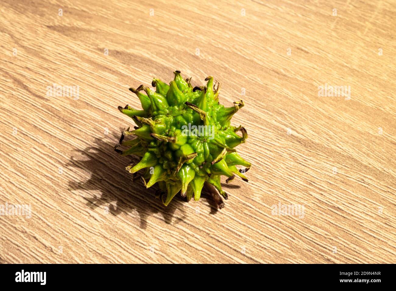 Detailliertes Bild von Liquidambar Samen, gemeinhin als Süßgummi Stockfoto