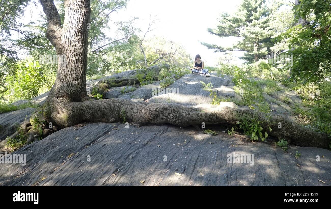Central Park, NY, Diese wilden Birkenwurzeln, die auf dem Grundgestein wachsen, wahrscheinlich, da der Sämling keinen anderen Platz hatte, um sich auszudehnen, versorgen diesen Baum mit den notwendigen Nährstoffen, um zu überleben, Stockfoto