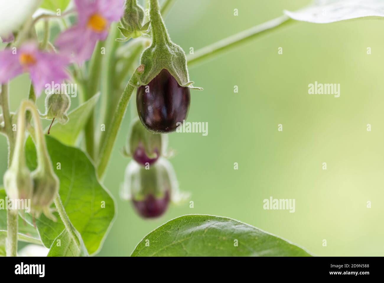 Auberginen ernten und vegetarisch kochen: Gesunde und nachhaltige Ernährung aus dem eigenen Garten. 3 Auberginen in verschiedenen Reifungsphasen Stockfoto