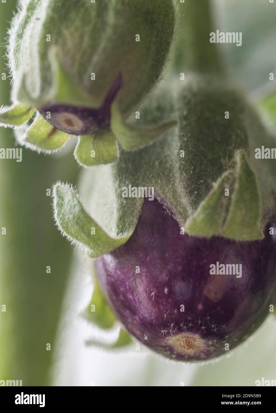 Auberginen ernten und vegetarisch kochen: Gesunde und nachhaltige Ernährung aus dem eigenen Garten. Zwei Auberginen in einem frühen Stadium, noch nicht reif. Stockfoto