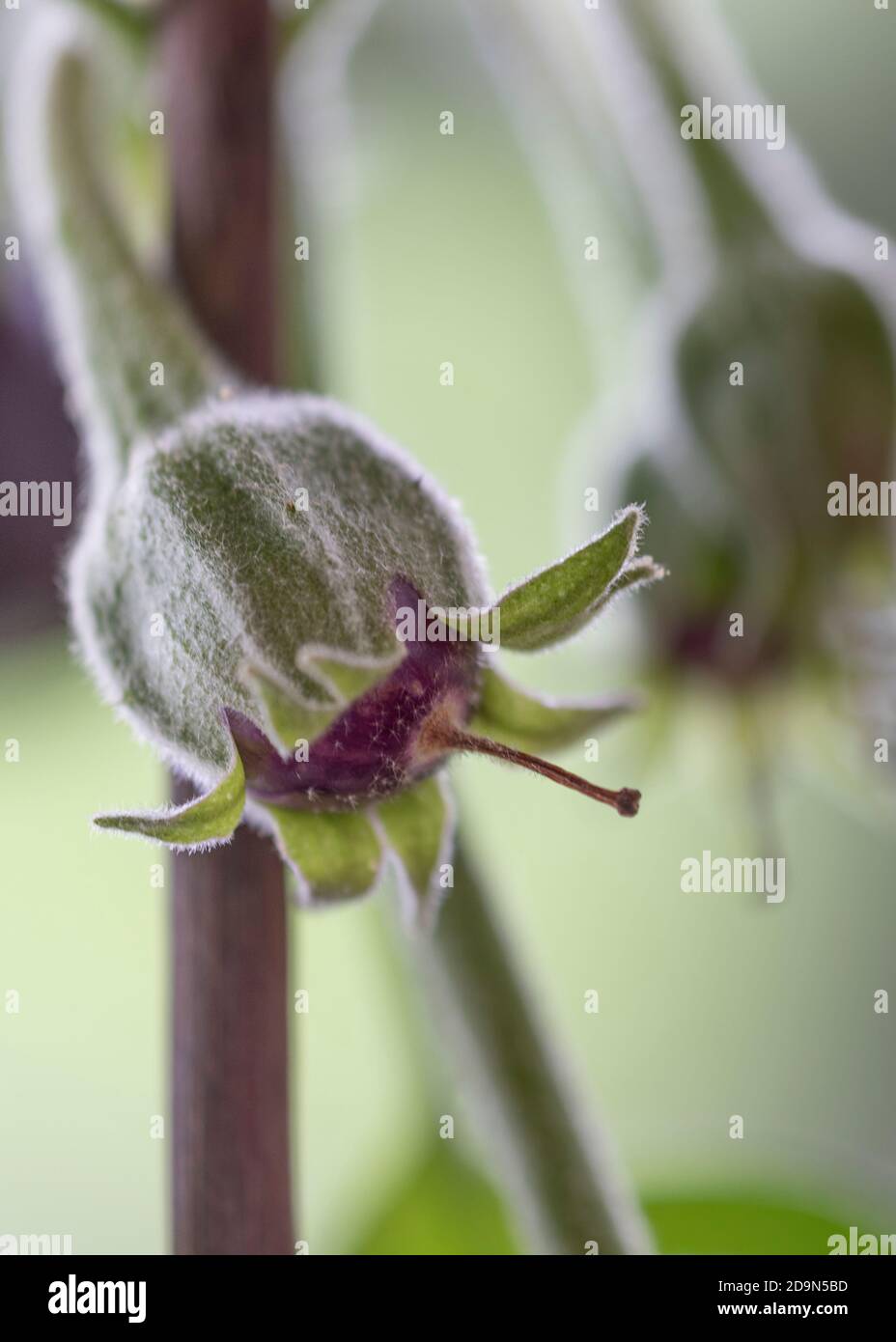 Auberginen ernten und vegetarisch kochen: Gesunde und nachhaltige Ernährung aus dem eigenen Garten. Auberginen in einem frühen Stadium Stockfoto