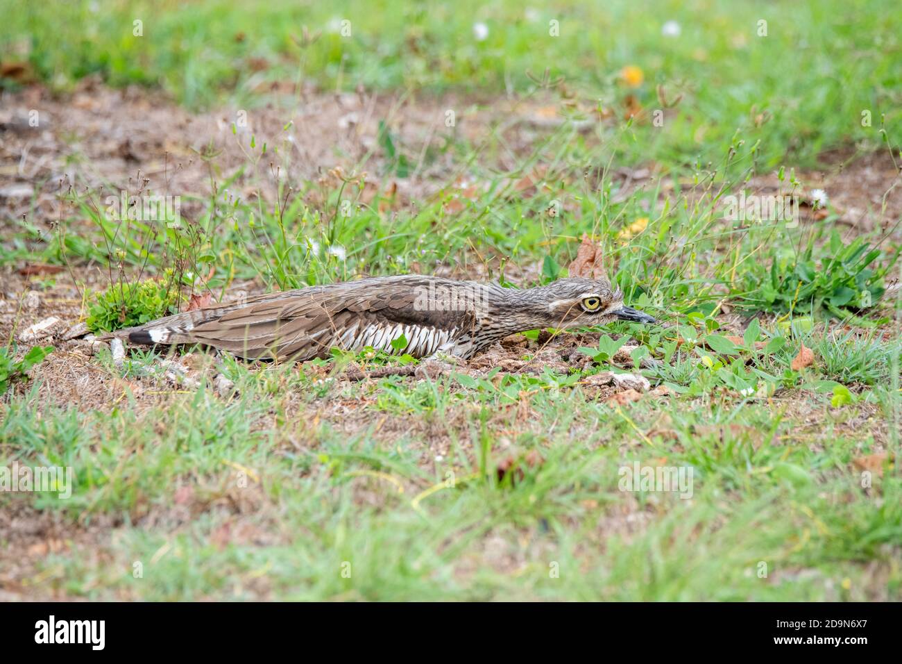 Bush Thick-knee Burhinus grallarius Cairns, Queensland, Australien 30. Oktober 2019 „Versteck“ für Erwachsene Burhinidae Stockfoto