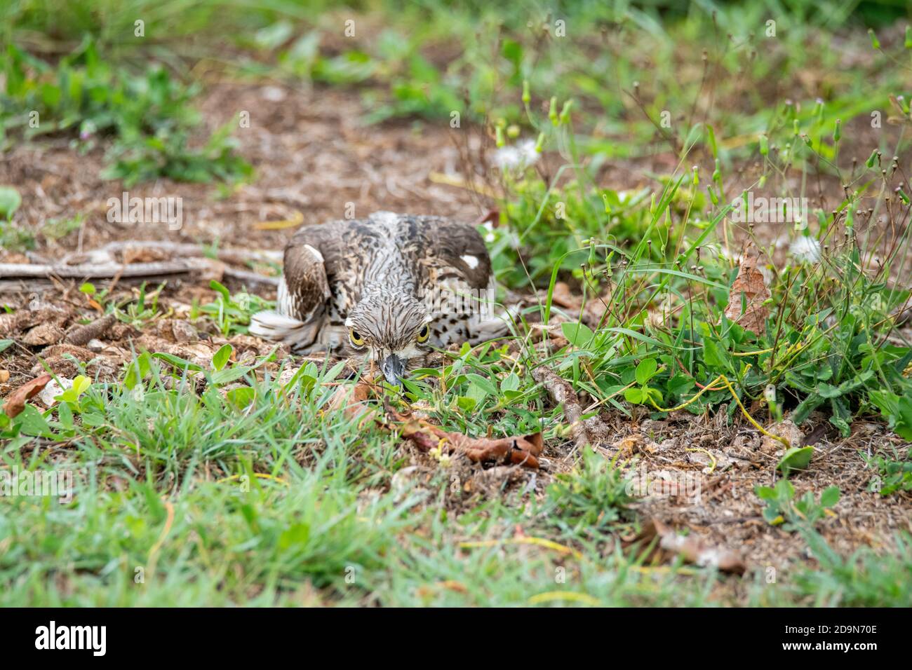 Bush Thick-knee Burhinus grallarius Cairns, Queensland, Australien 30. Oktober 2019 „Versteck“ für Erwachsene Burhinidae Stockfoto