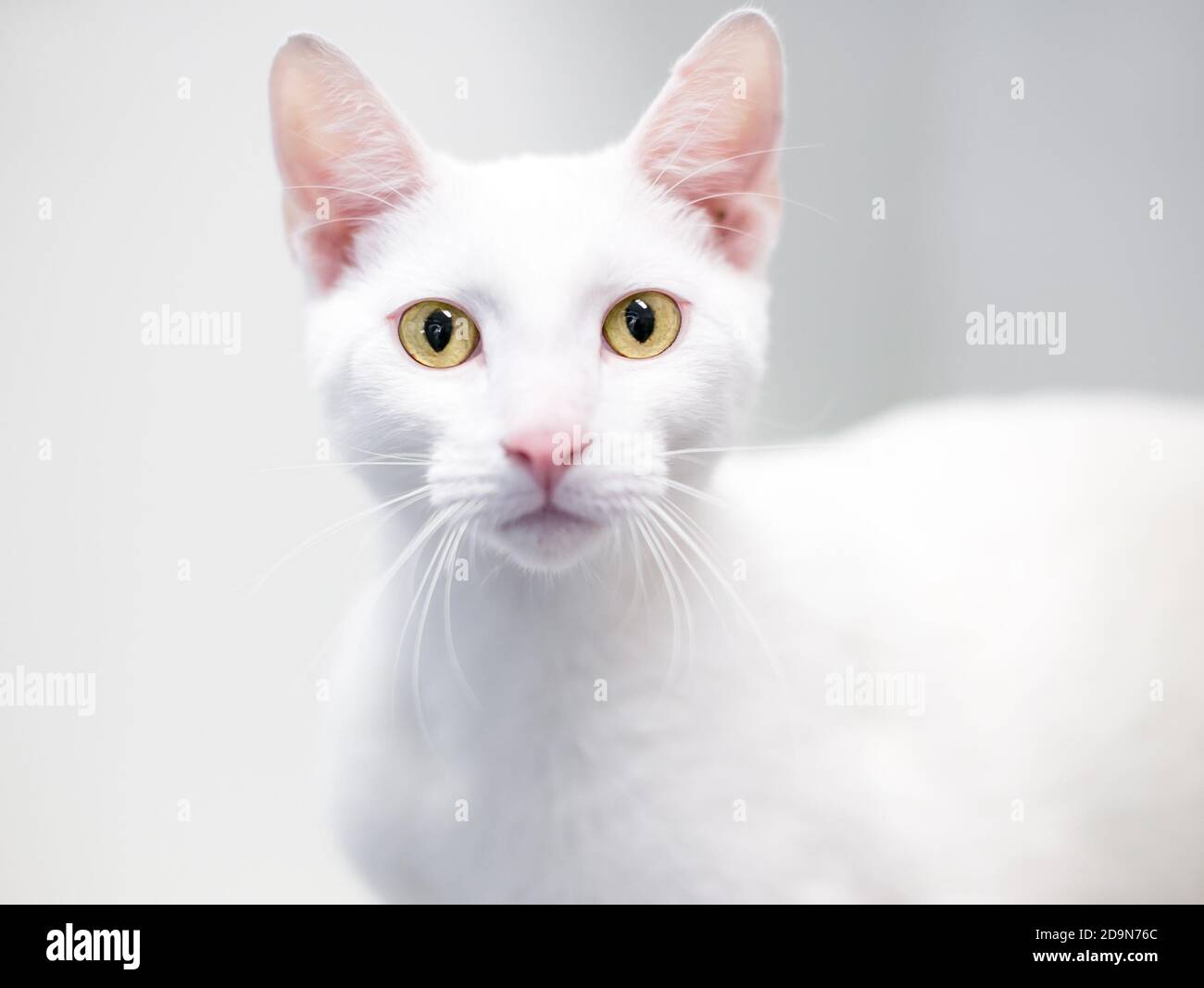 Eine weiße Hauskatze mit gelben Augen Die Kamera Stockfoto