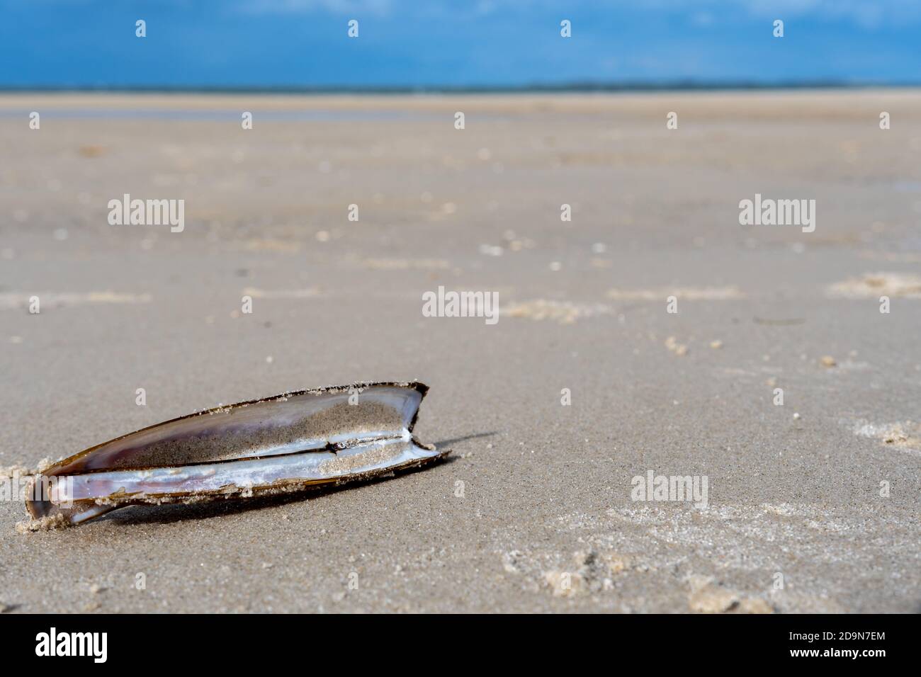 Atlantic jackknife Clam, Ensis directus, auch wie der Bambus clam, Amerikanische jackknife Clam oder Razor clam bekannt Stockfoto
