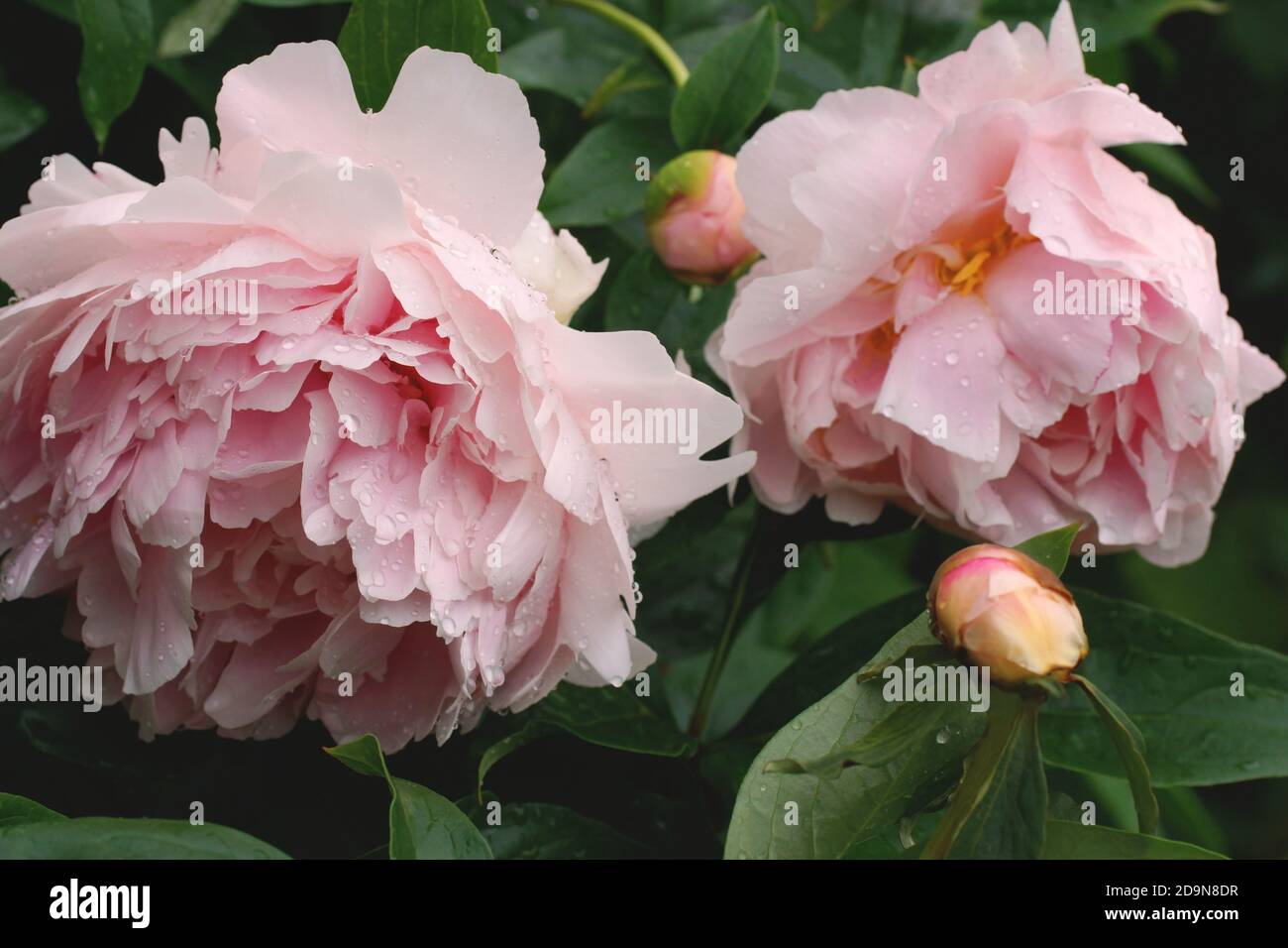 Im Sommergarten blühen schöne rosa Pfingstrosen. Paeonia lactiflora Sarah Bernhardt. Stockfoto